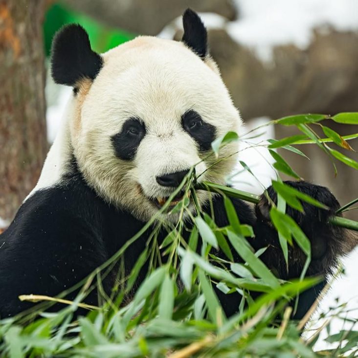 Новый дом для Катюши и первый этап реконструкции: как изменится Московский зоопарк в этом году