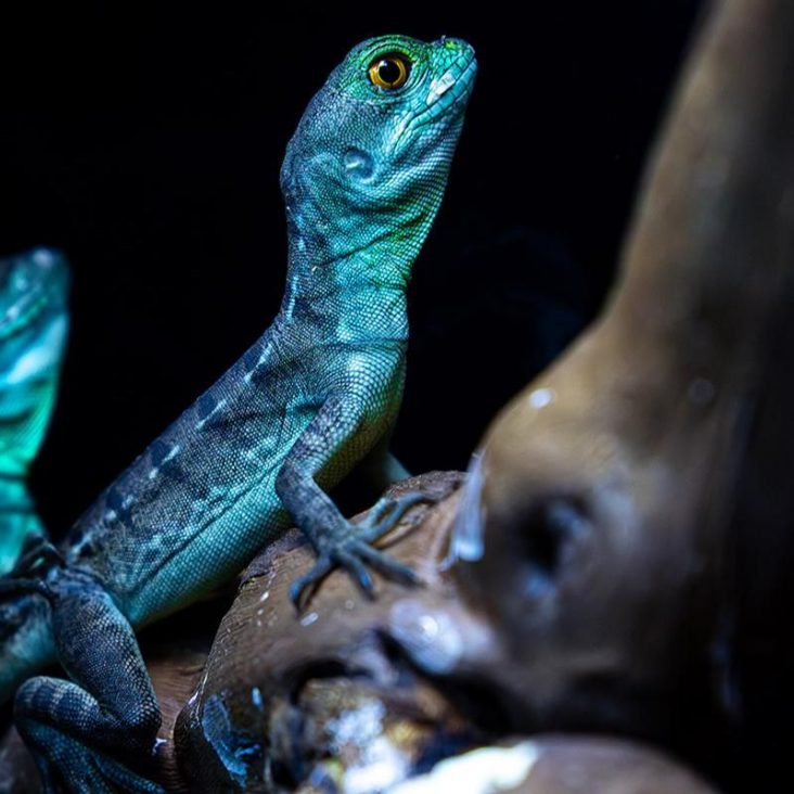 Илистые прыгуны и василиски поселились в "Москвариуме" на ВДНХ