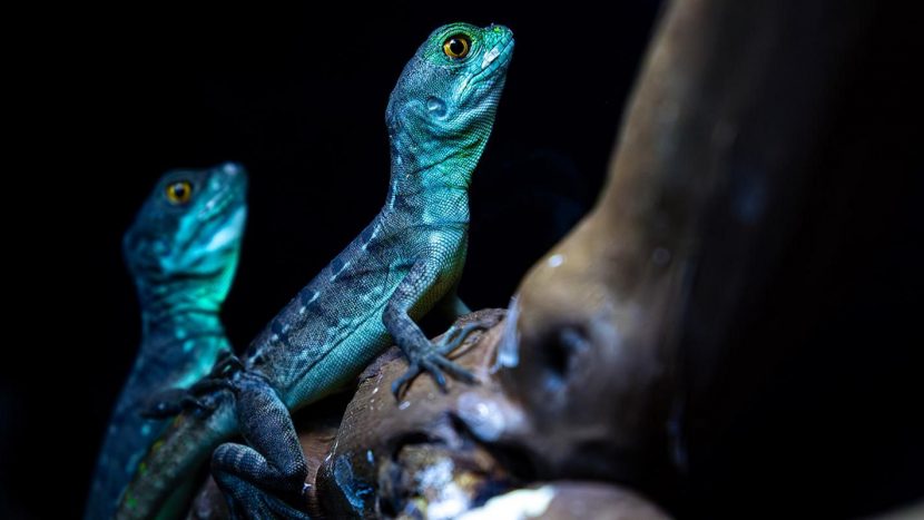 Илистые прыгуны и василиски поселились в "Москвариуме" на ВДНХ