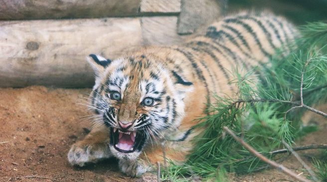 Москвичи выбрали имена для амурских тигрят
