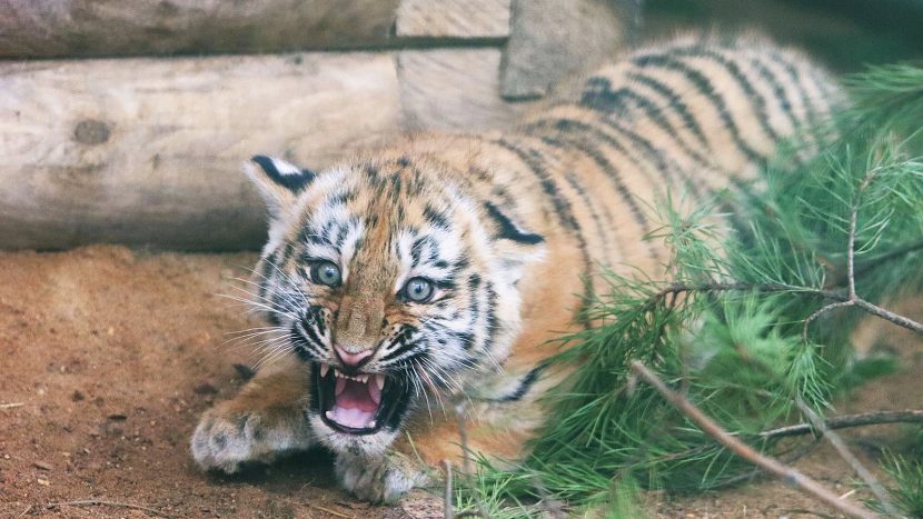 Москвичи выбрали имена для амурских тигрят