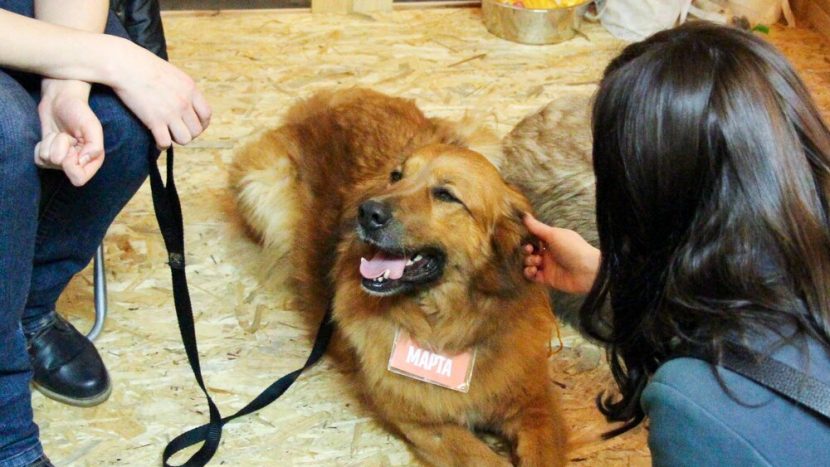 На фестивале Woof можно будет пройти тест на совместимость с питомцем