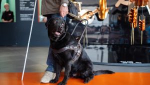 Бесплатная экскурсия в честь Дня собак-поводырей пройдет на ВДНХ