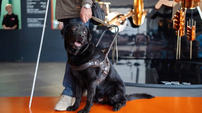 Бесплатная экскурсия в честь Дня собак-поводырей пройдет на ВДНХ