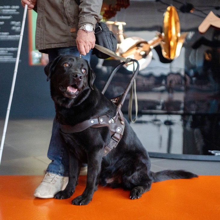 Бесплатная экскурсия в честь Дня собак-поводырей пройдет на ВДНХ