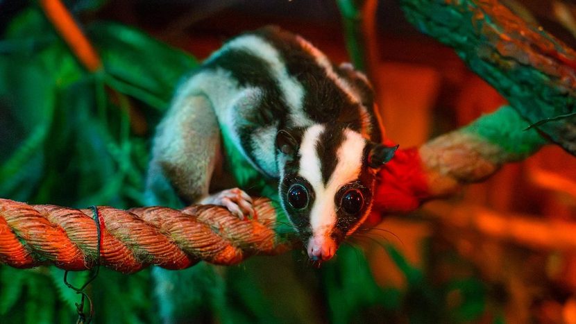 Полосатый кускус Баранка поселился в Московском зоопарке