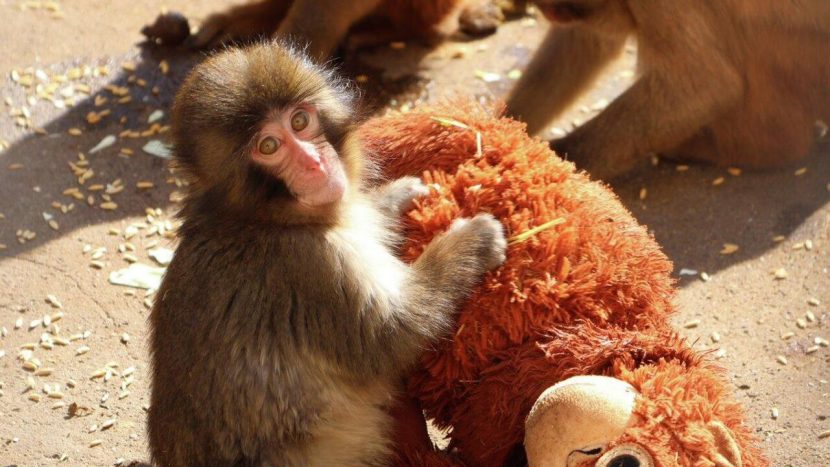 Московский зоопарк передал мягкую игрушку для макака Панчи