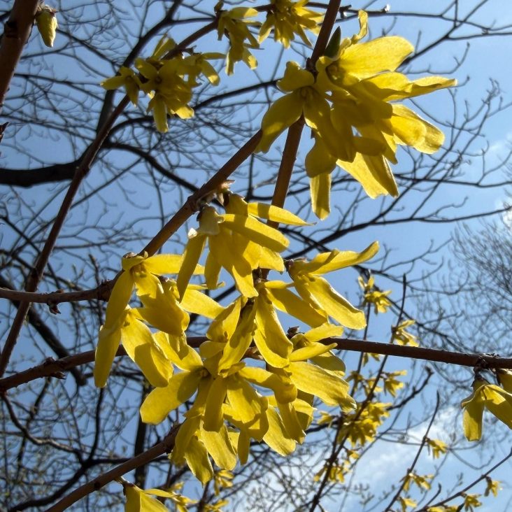 В Аптекарском огороде расцвел пасхальный куст
