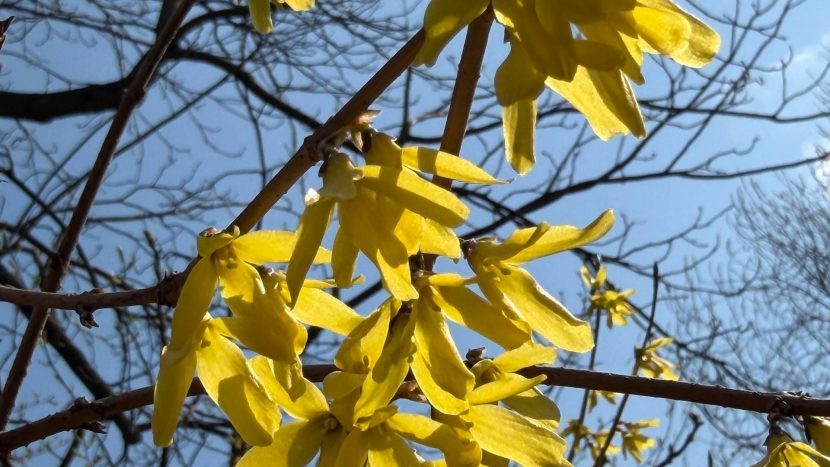 В Аптекарском огороде расцвел пасхальный куст