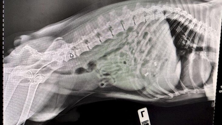 В Москве спасли французского бульдога, проглотившего серьги