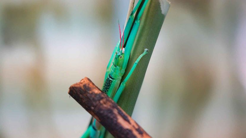 Мятные палочники впервые появились в Московском зоопарке