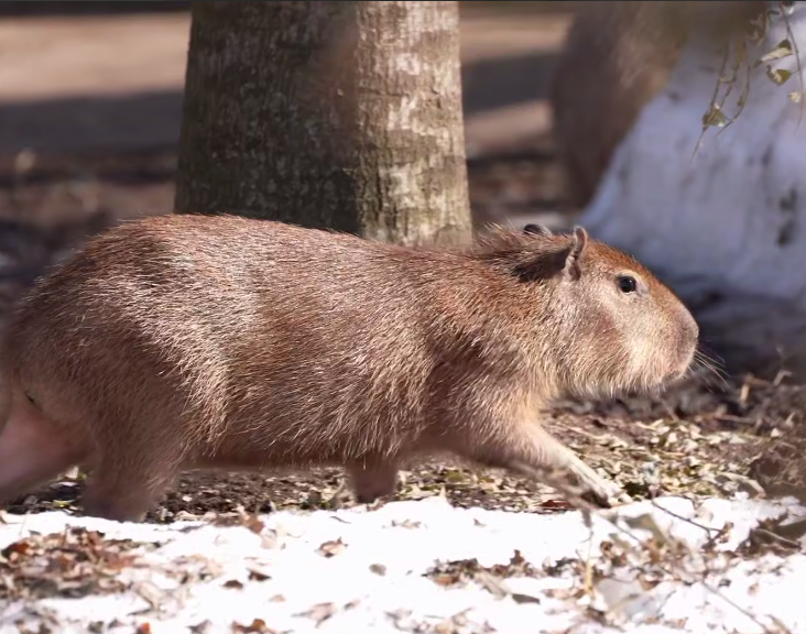 В Московском зоопарке животные вышли из зимних вольеров на уличные территории
