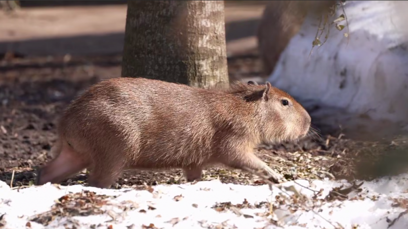 В Московском зоопарке животные вышли из зимних вольеров на уличные территории