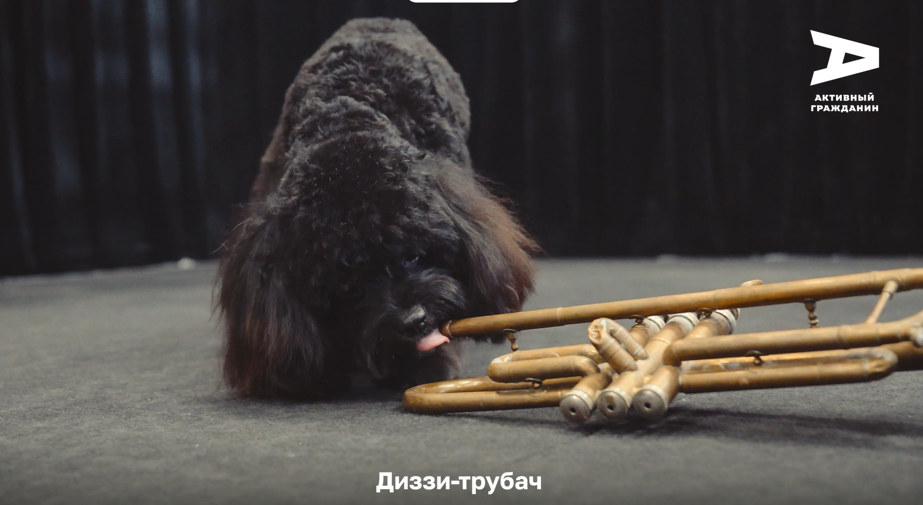 Талисманом Московского джазового фестиваля стал щенок Диззи