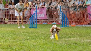 В Москве пройдет фестиваль Petshop Days, к которому запустили дог-френдли авто каршеринга