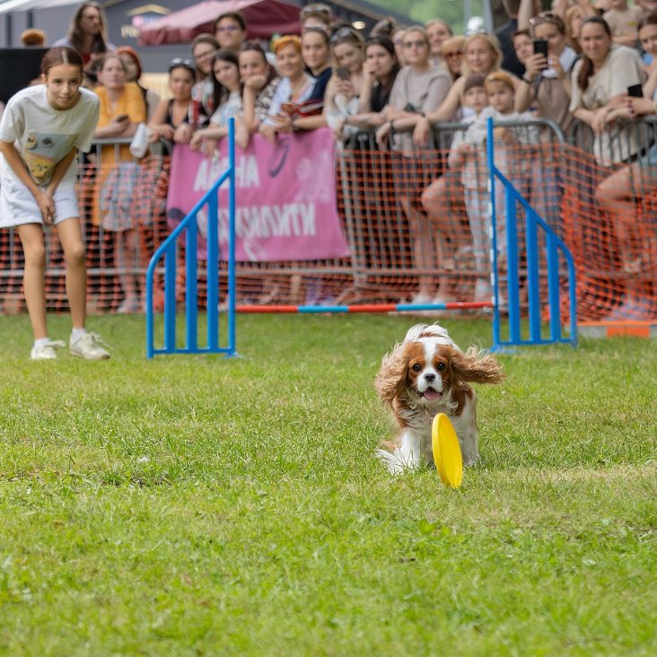 В Москве пройдет фестиваль Petshop Days, к которому запустили дог-френдли авто каршеринга