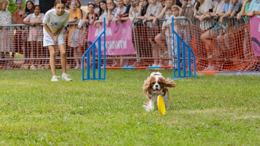 В Москве пройдет фестиваль Petshop Days, к которому запустили дог-френдли авто каршеринга